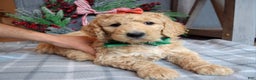 Goldendoodle dogs for sale: Piper - Ad 8
