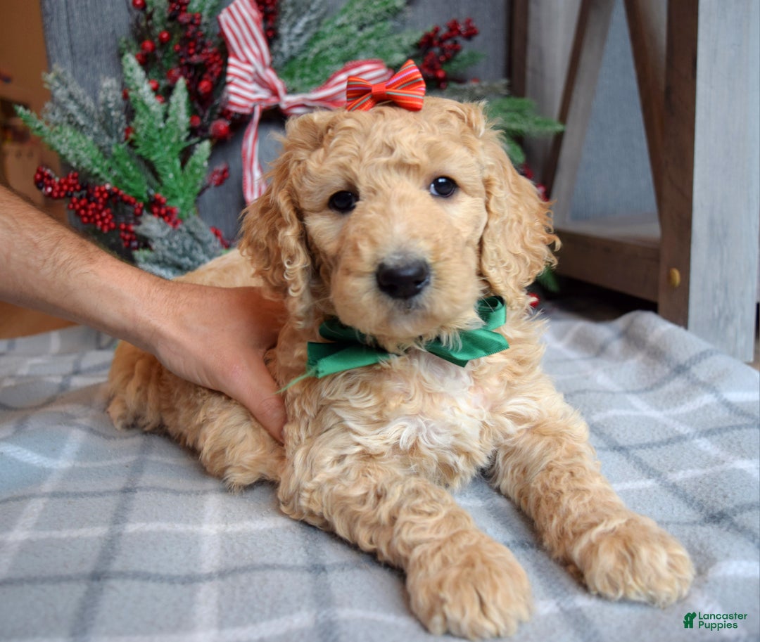 Goldendoodle dogs for sale: Piper - Ad 8