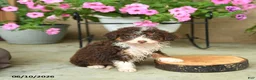Mini Aussiedoodle dogs for sale: Penny - Ad 2