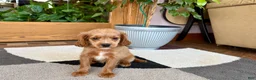 Mixed Breed dogs for sale: Cockapoo/Cavapoo female 2  - Ad 6