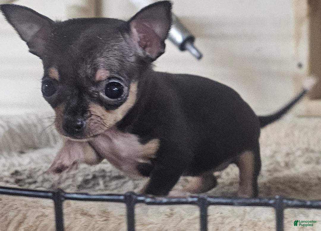 Chihuahua dogs for sale: Pixie - Ad 5
