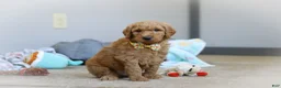 Standard Poodle dogs for sale: Bruno AKC - Ad 3
