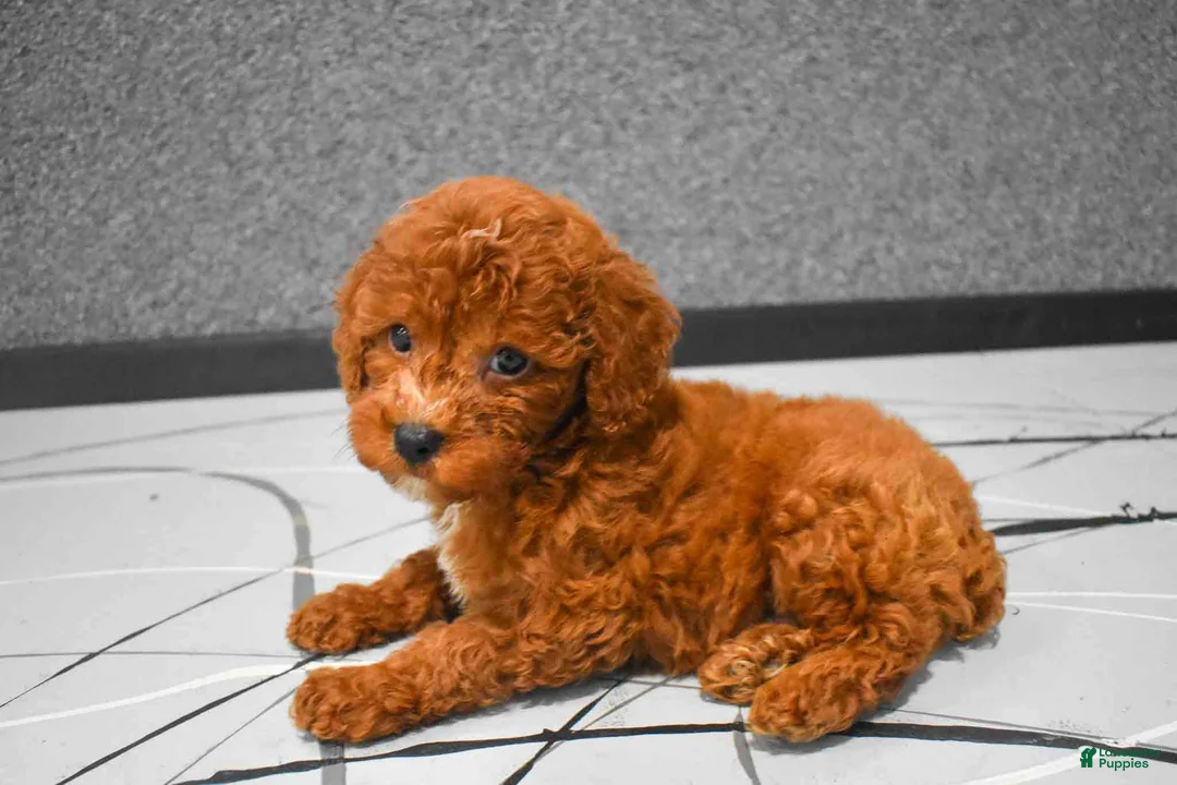 Miniature Poodle dogs for sale:  Lenny🐾 - Ad 2