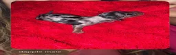 Miniature Dachshund dogs for sale: Lou - Ad 15