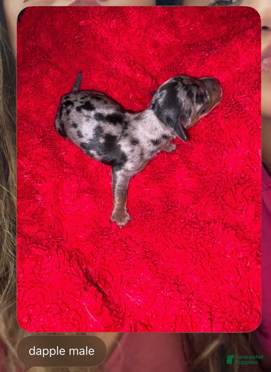 Miniature Dachshund dogs for sale: Beignet  - Ad 15