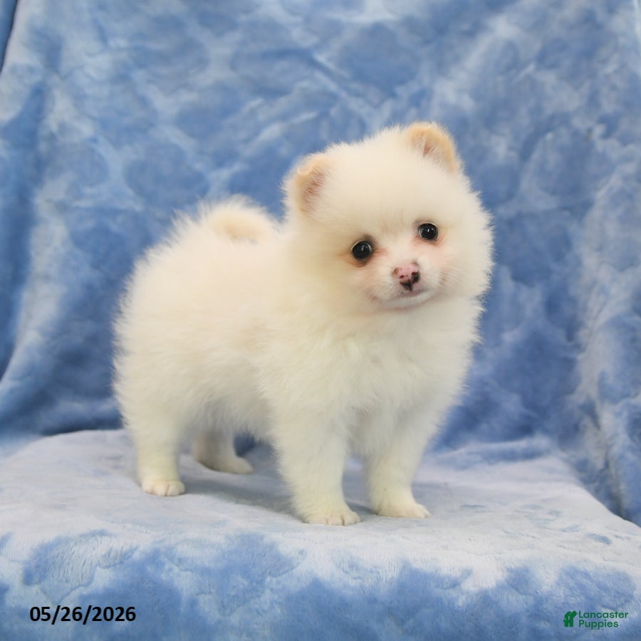 Pomeranian dogs Flora   - Ad 1