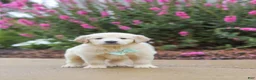 Golden Retriever dogs for sale: Briggs - Ad 6