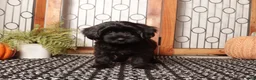 Yorkiepoo dogs for sale: Forest Spunky Male Yorkie Poo - Ad 2