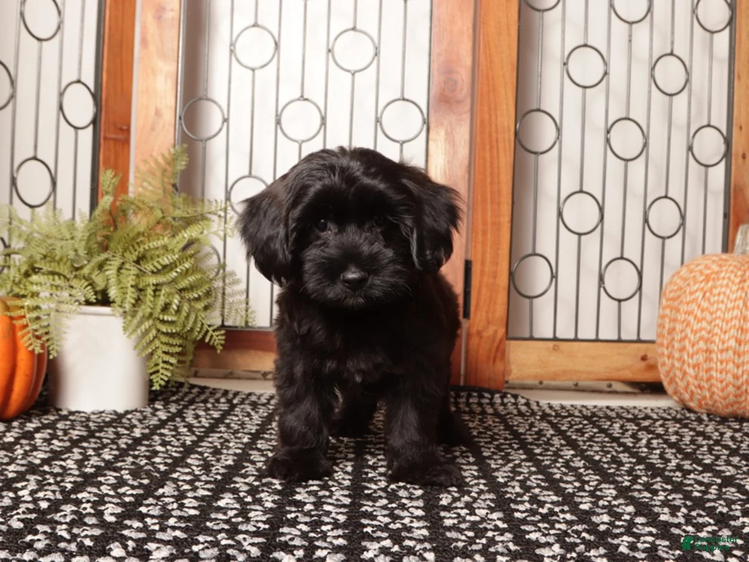 Yorkiepoo dogs for sale: Forest Spunky Male Yorkie Poo - Ad 2