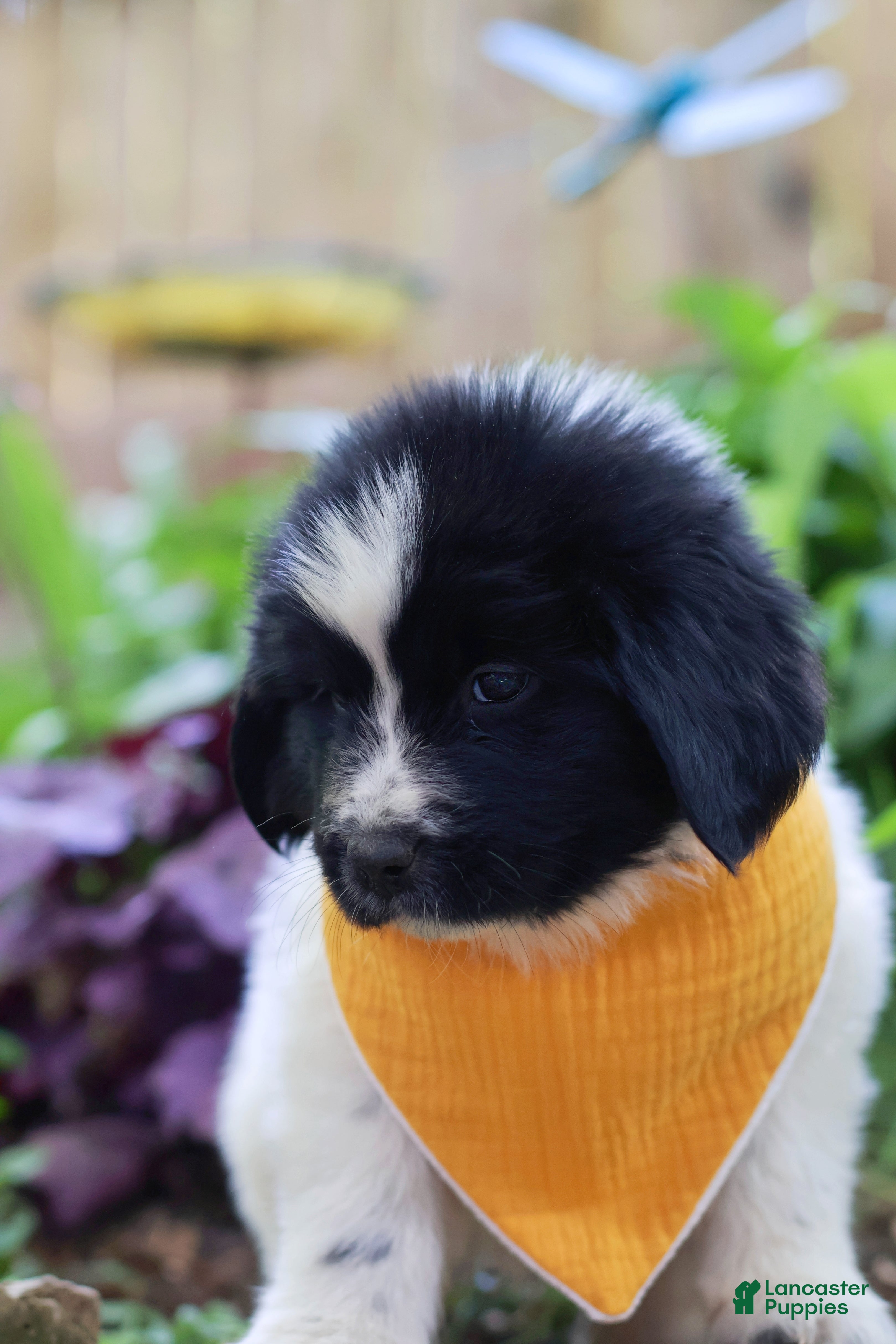Newfoundland dogs Boo - Ad 2