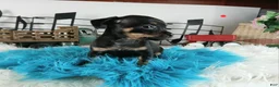 Chihuahua dogs for sale: Autumns blk tan boy Nationwide delivery  - Ad 6