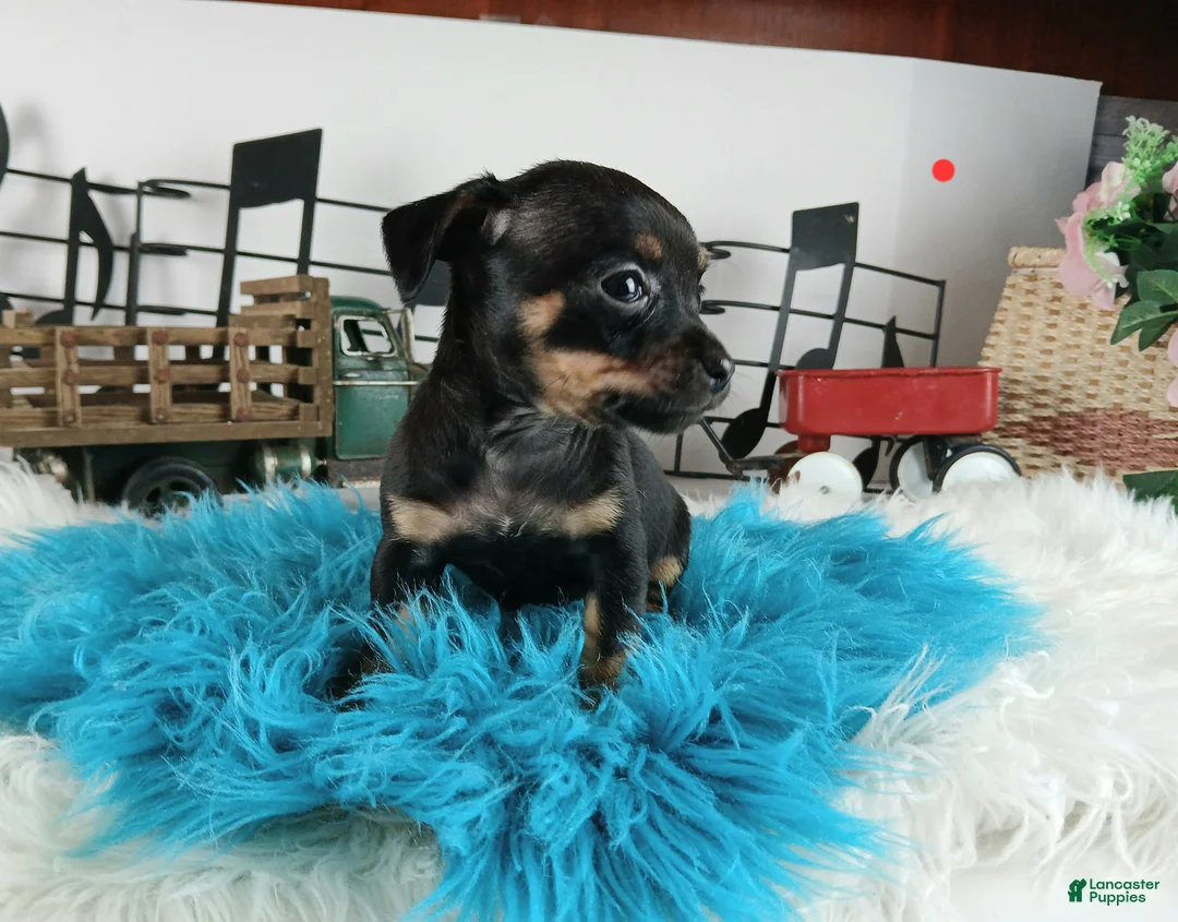 Chihuahua dogs for sale: Autumns blk tan boy Nationwide delivery  - Ad 6