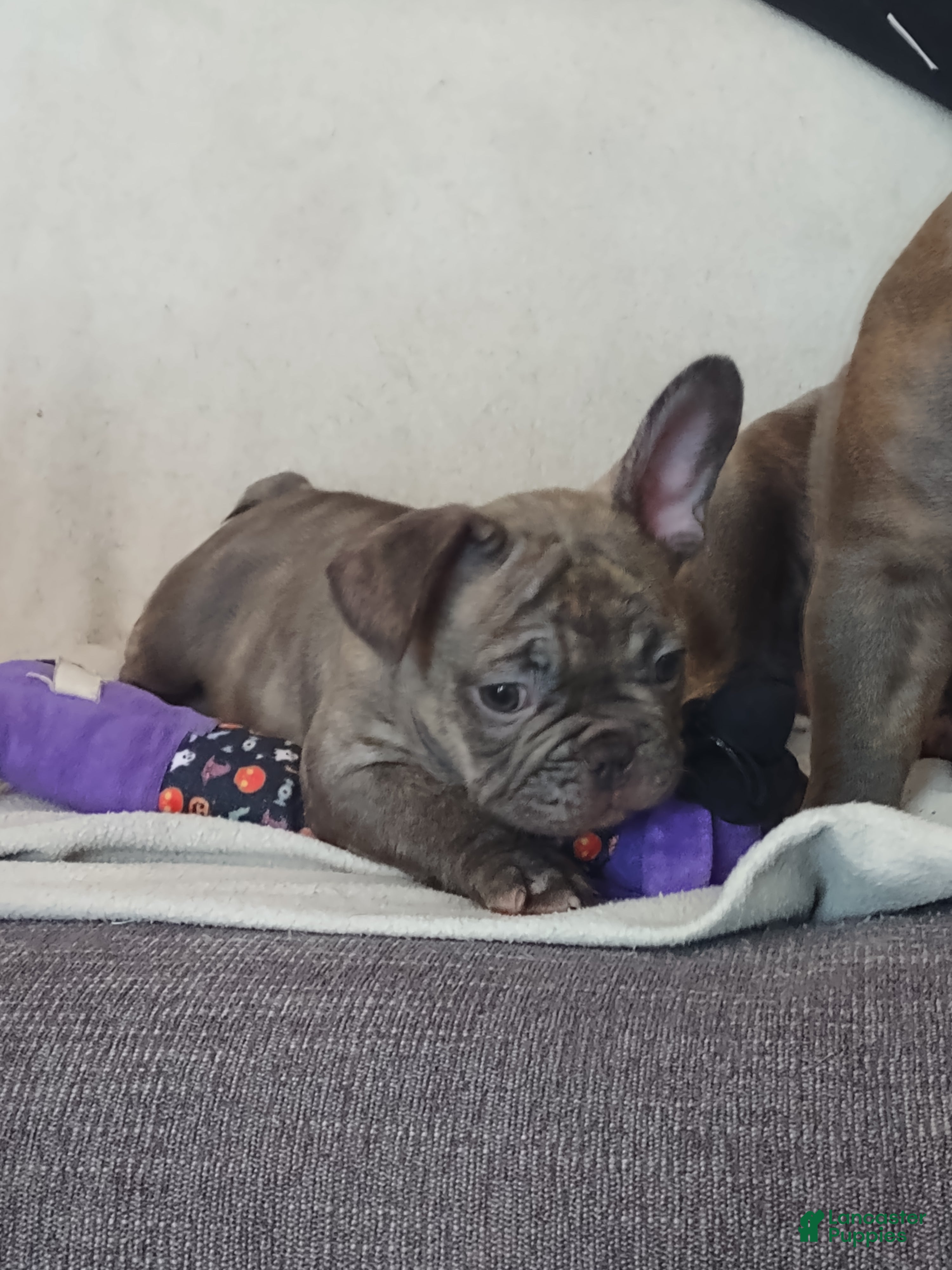 French Bulldog dogs French Bulldog 1 - Ad 25