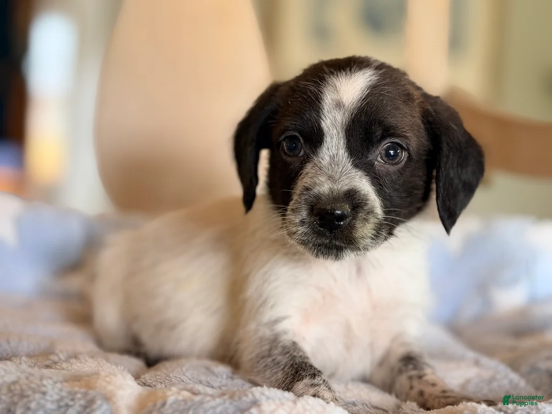 Mixed Breed dogs for sale: Hoodle 3 - Ad 2