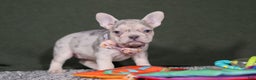 French Bulldog dogs for sale: Jayla - Ad 7