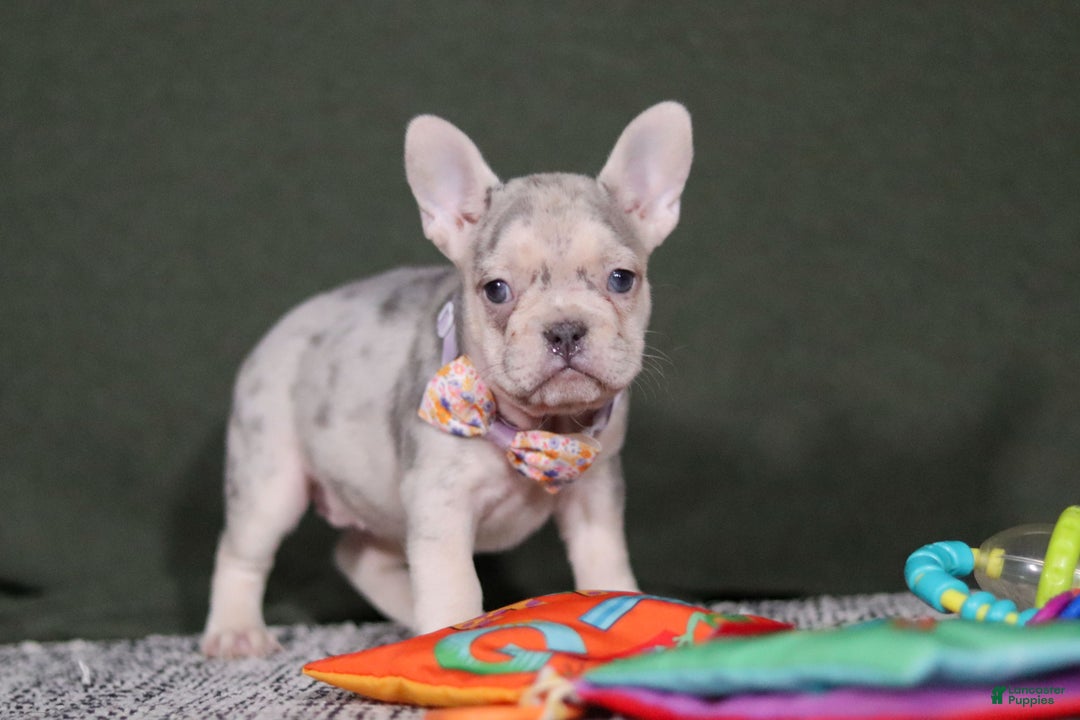 French Bulldog dogs for sale: Jayla - Ad 7