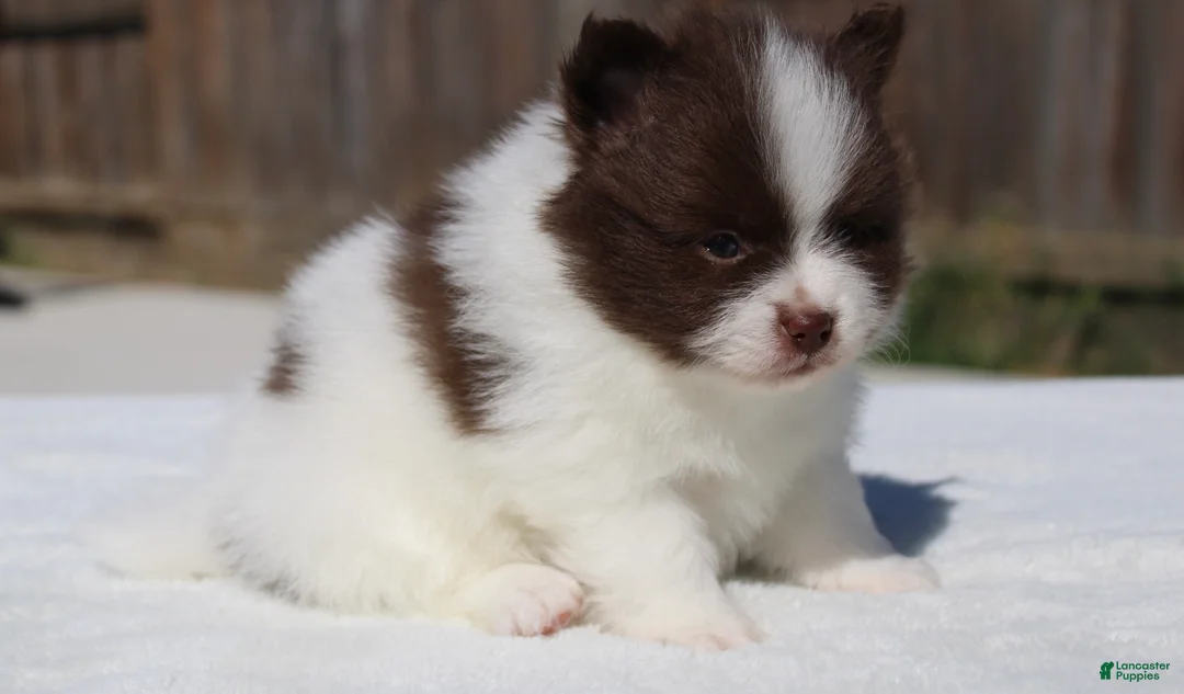 Pomeranian dogs for sale: Pomeranian Puppy 3 - Ad 4