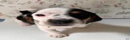 Mixed Breed dogs for sale: Mahi - Ad 4