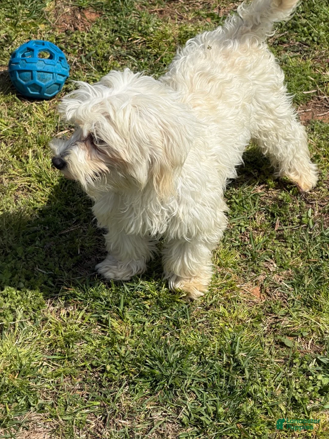 Maltipoo dogs for sale: Timmy - Ad 4