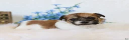 Teddy Bear dogs for sale: Chad Teddy Bear  - Ad 2