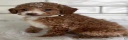 Cavapoo dogs for sale: Sky - Ad 2