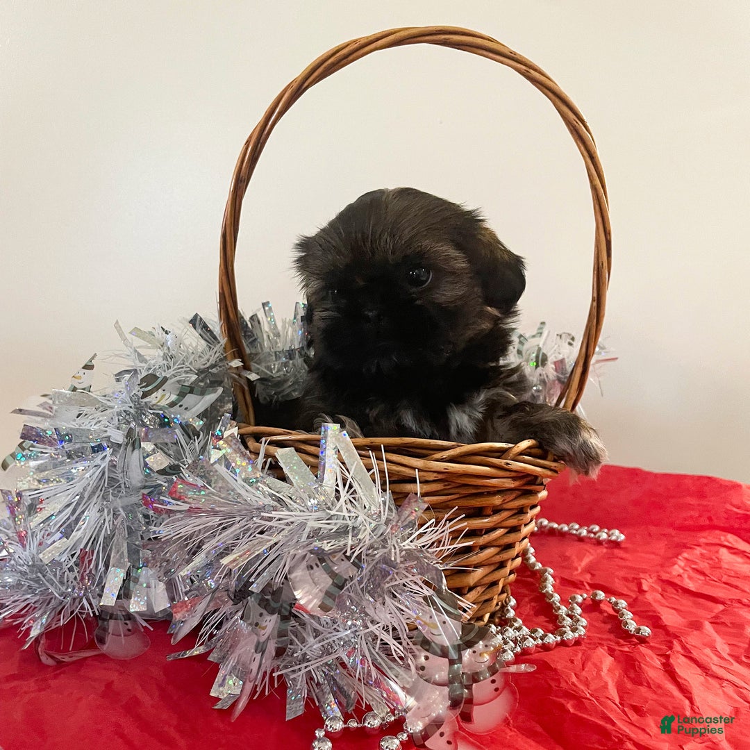 Shih Tzu dogs for sale: Jewel - Ad 2