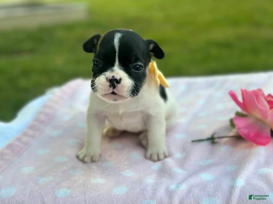 French Bulldog dogs for sale: Kinder - Ad 1
