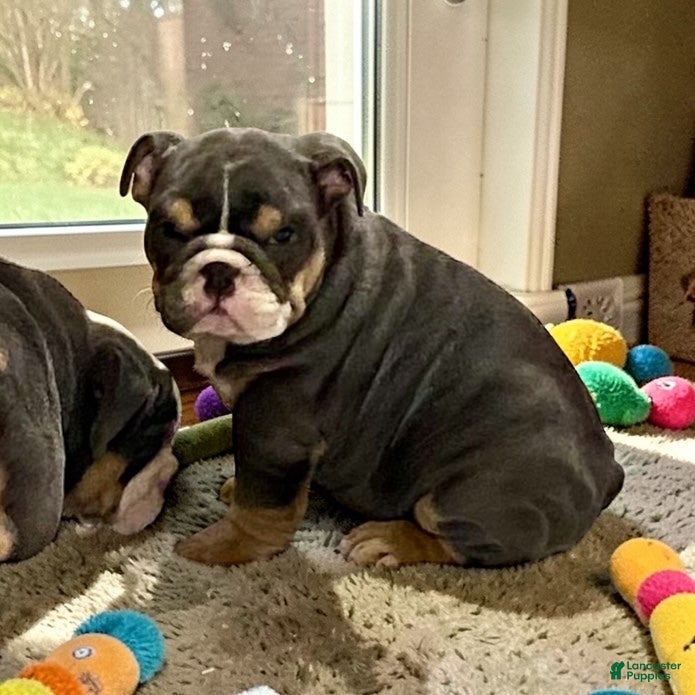 English Bulldog dogs Blue bell - Ad 1