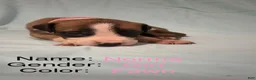 Great Dane dogs for sale: Norma - Ad 1