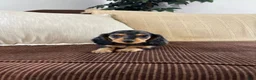 Miniature Dachshund dogs for sale: Miniature Dachshund 1 - Ad 2