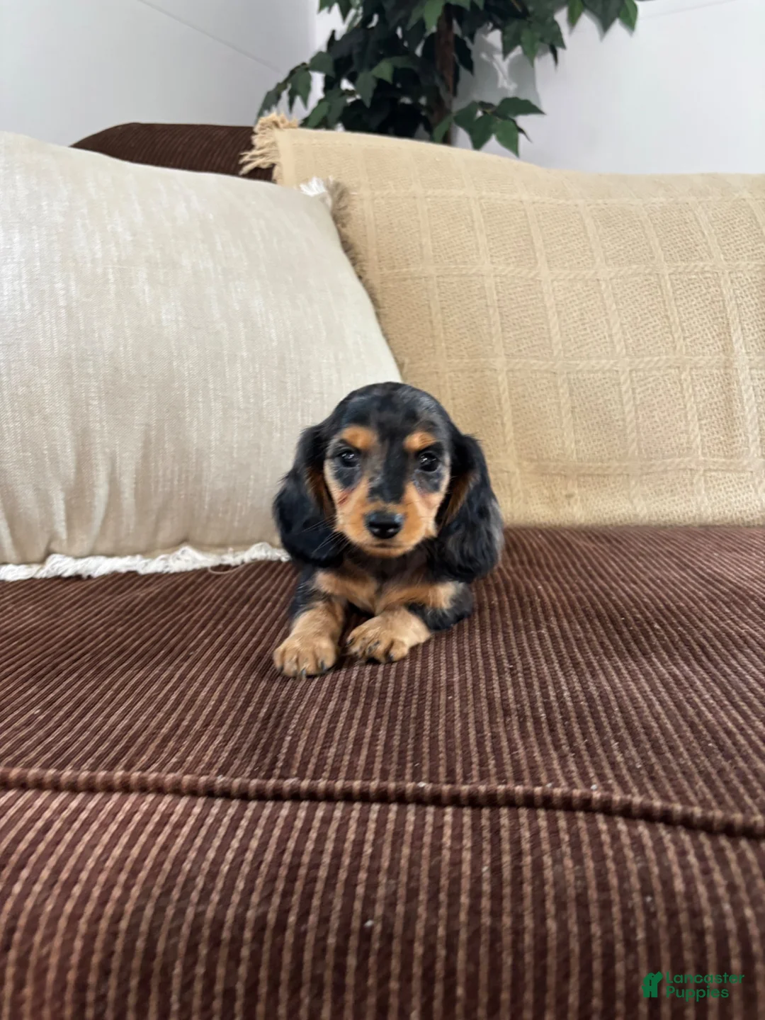 Miniature Dachshund dogs for sale: Miniature Dachshund 1 - Ad 2