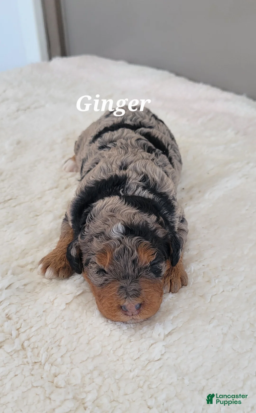 Mini Bernedoodle dogs for sale: Ginger - Ad 1