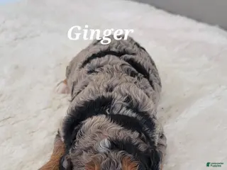 Mini Bernedoodle dogs Ginger - Ad 34