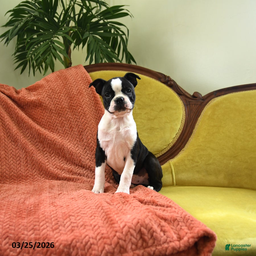 Boston Terrier dogs Sparkles - Ad 1