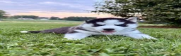 Siberian Husky dogs for sale: Billy - Ad 8
