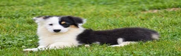 Welsh Corgi Pembroke dogs for sale: Jagger - Ad 3