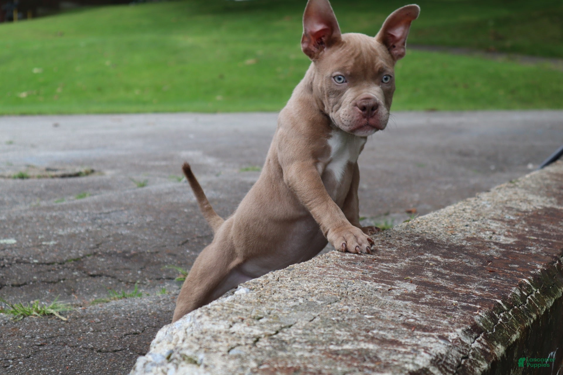 American Bully dogs Haze - Ad 1