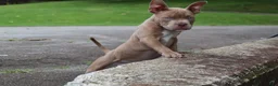 American Bully dogs for sale: Haze - Ad 1