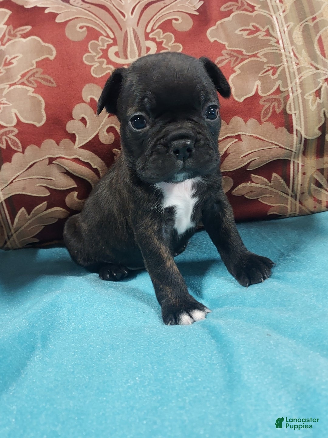 Frenchton dogs for sale: Blake - Ad 14
