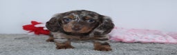 Miniature Dachshund dogs for sale: Harrison - Ad 8