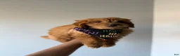 Mini Goldendoodle dogs for sale: Dior - Ad 5