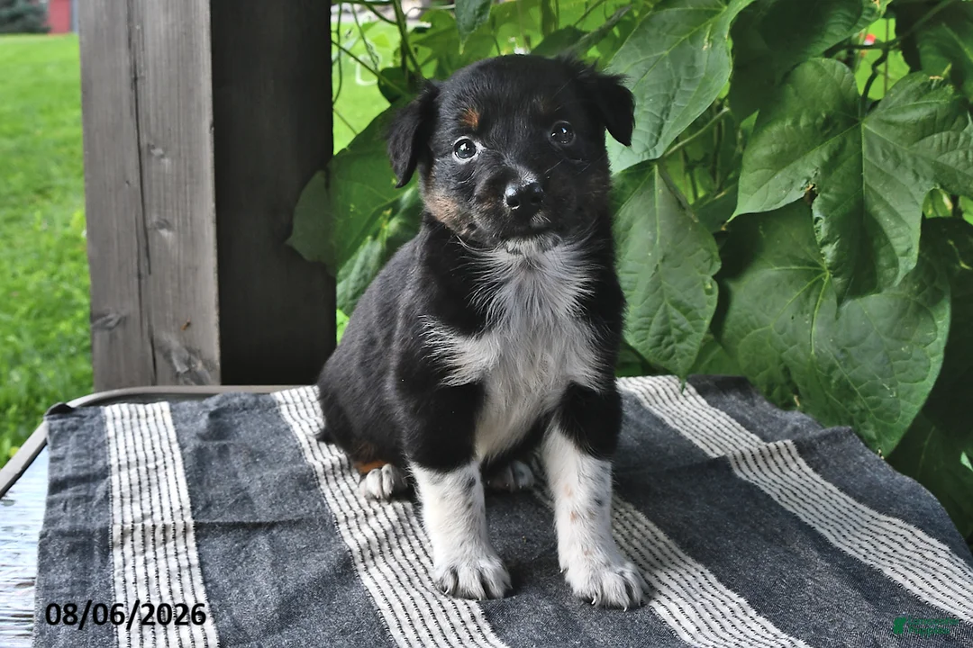 Mixed Breed dogs for sale: Willow - Ad 2