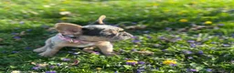 French Bulldog dogs for sale: French Bulldog Puppy 3 - Ad 3