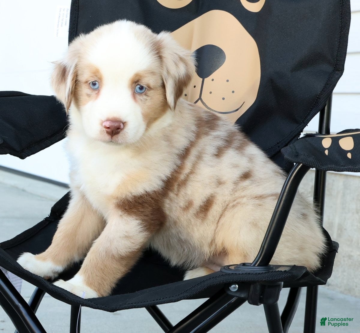 Miniature Australian Shepherd dogs for sale: Tulip - Ad 7