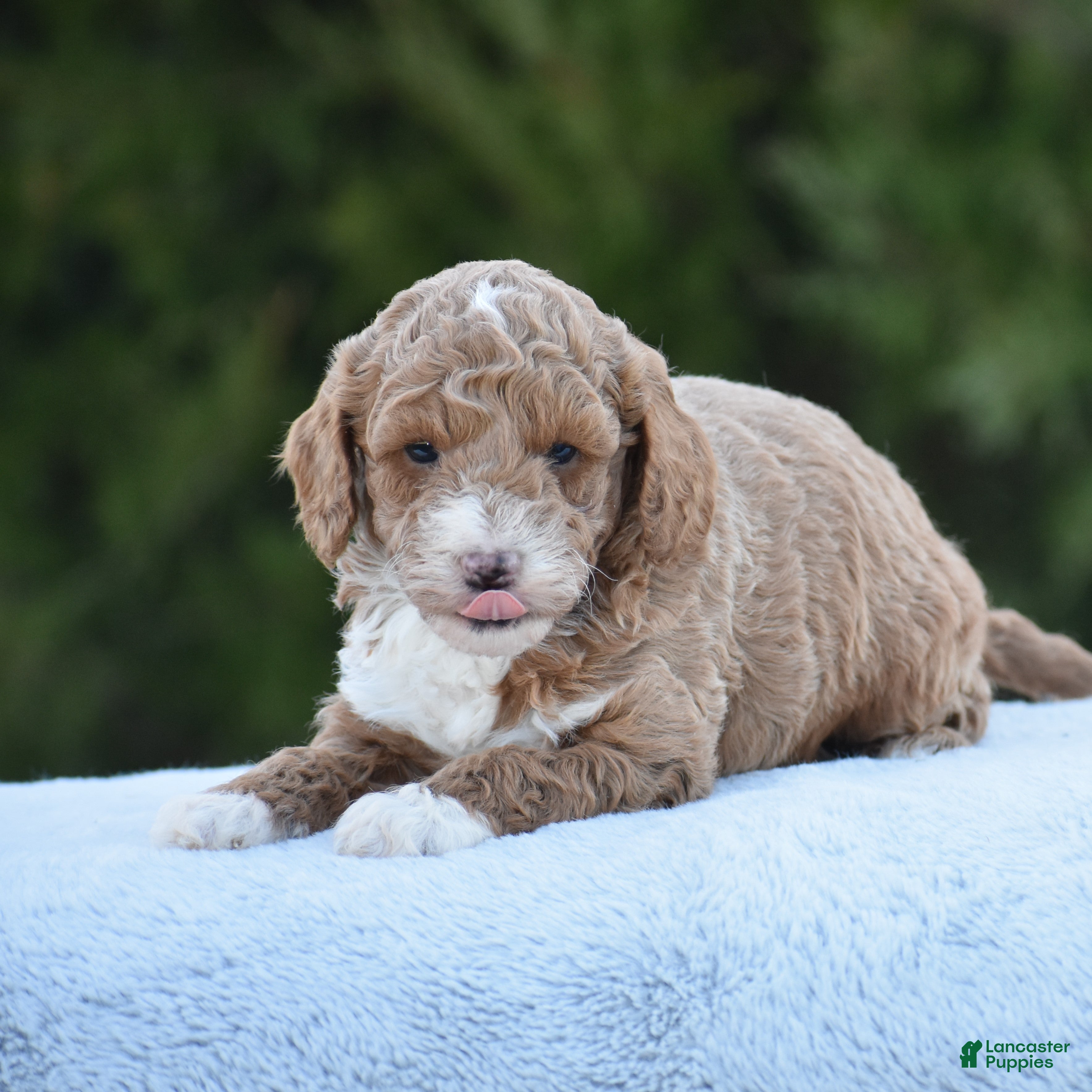 Miniature Poodle dogs Candie - Ad 2