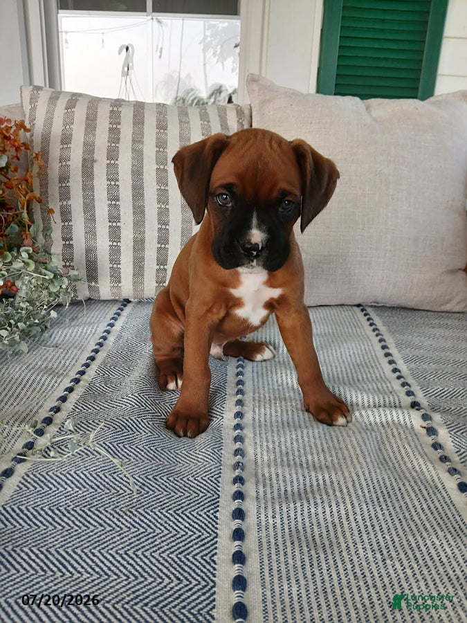 Boxer dogs Dreamer - Ad 1
