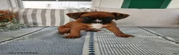 Boxer dogs for sale: Dreamer - Ad 1