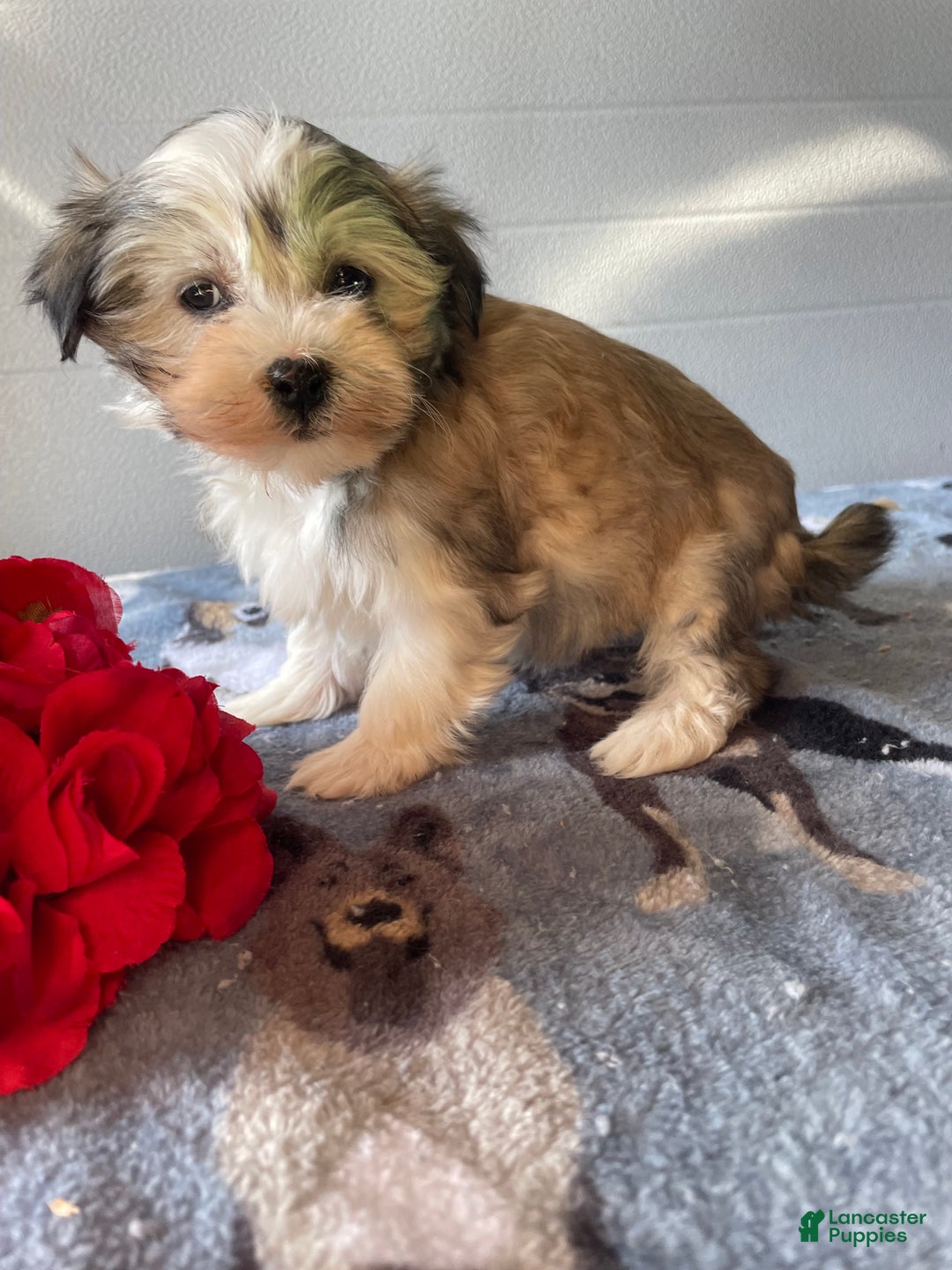 Havanese dogs for sale: Holly - Ad 3