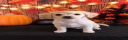 Chipoo dogs for sale: Chipoo 2 - Ad 2