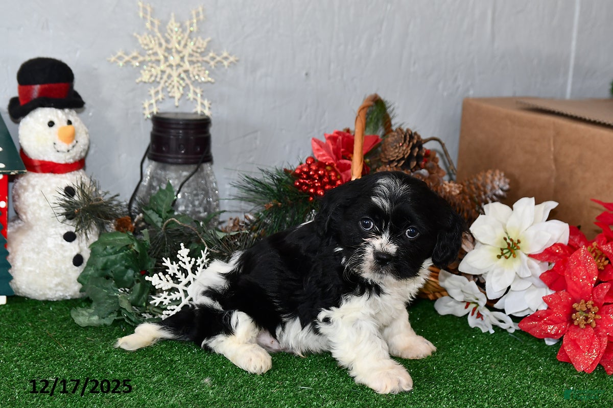Cavachon dogs Rambo - Ad 35